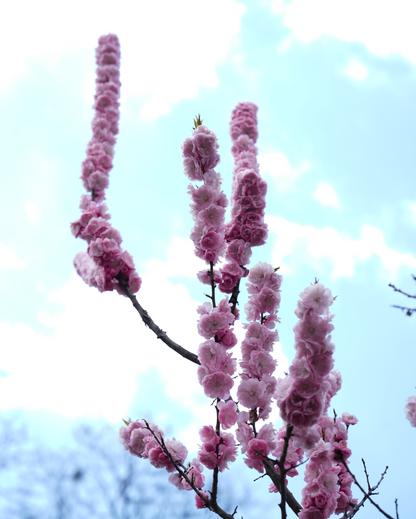 Plum Blossom at Maruyama Park